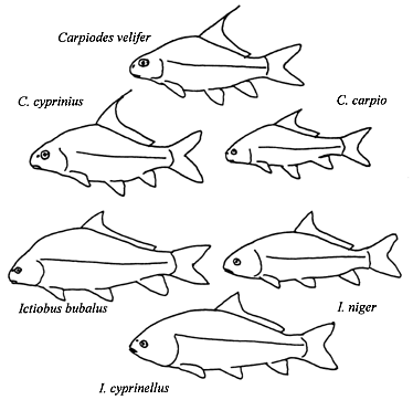 fig1 picture