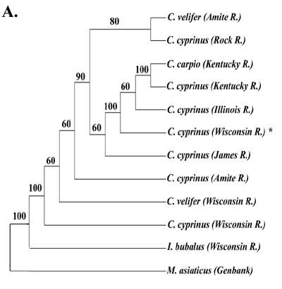 fig6a picture